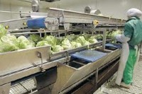 Niemcy praca w Fabryce przy produkcji przetworów warzywnych 2013